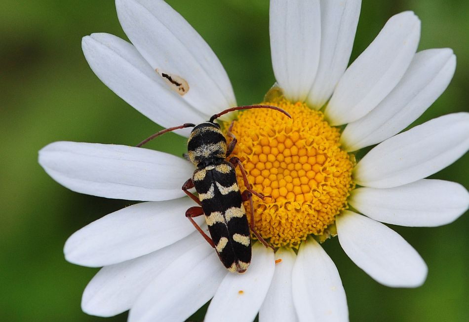 La vita in un fiore - seconda parte